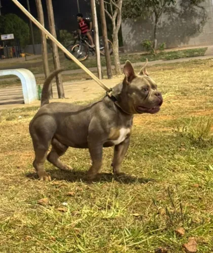 American Bully