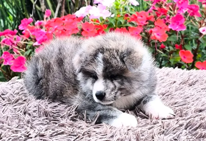 Filhotes Macho Akita Inu