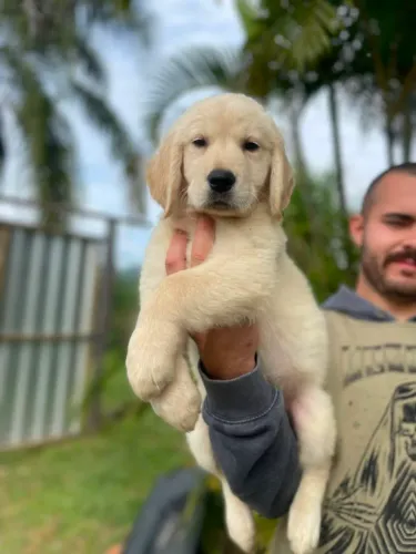 Filhote de Golden Retriever Macho