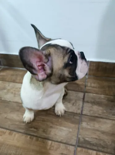 Filhotes de Bullldogue Francês (Machos)