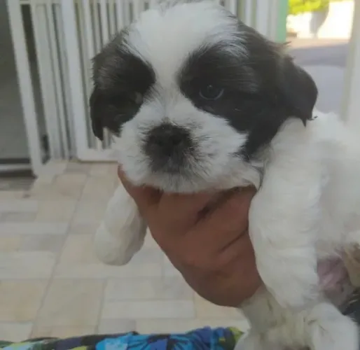 Shih Tzu Filhote O Pequeno Companheiro Para Seu Lar
