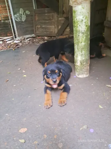 Filhote de Rottweiler