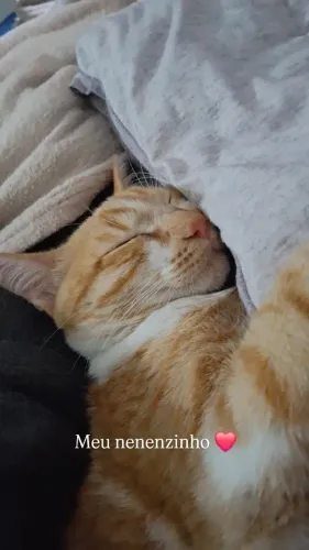 Doação de gato macho