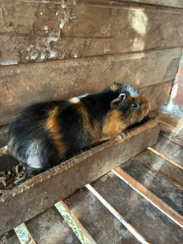 Porquinho da índia