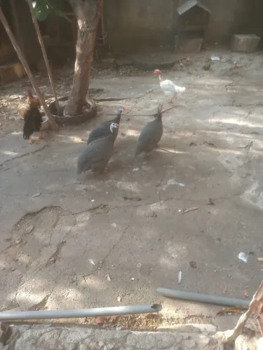 Angola gigante