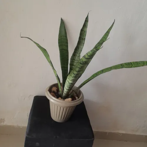 Planta espada de São jorge 