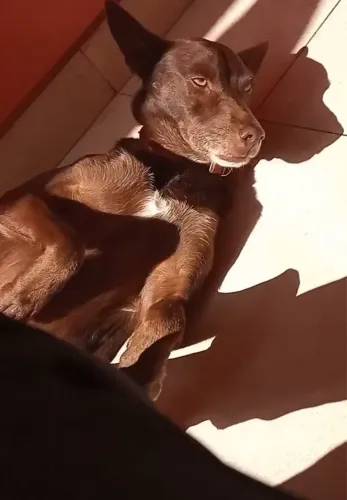Cachorrinha castrada médio porte