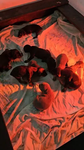 Doberman filhotes pra reserva