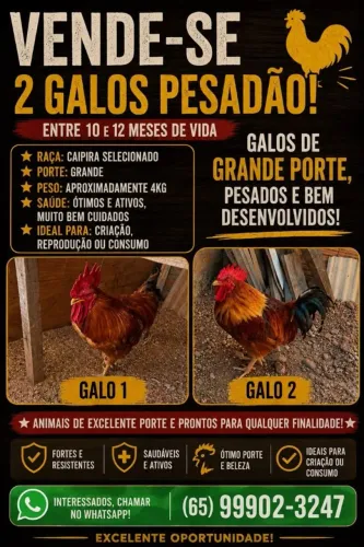 VENDE-SE 02 GALOS PESADÃO