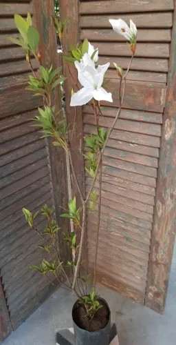 Muda de azaleia 