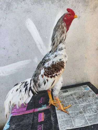 Galo mura moura frango