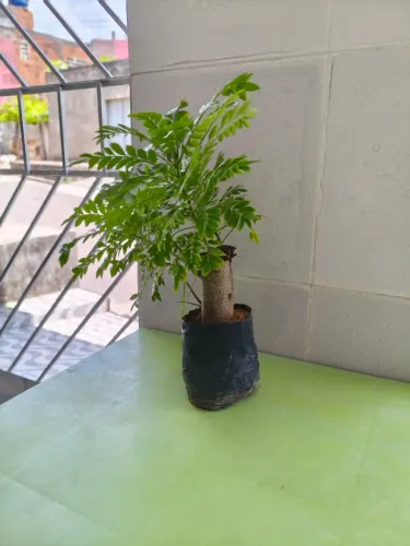 Pé de seriguela precoce