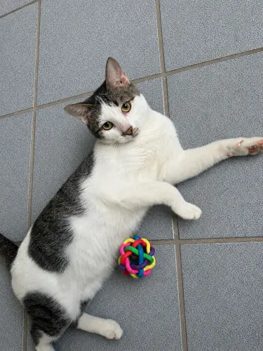 Doa-se Gatinho Macho