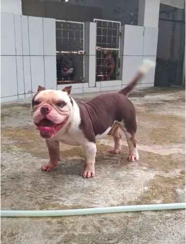 American Bully 