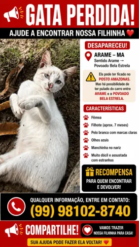 Gata perdida recompensa