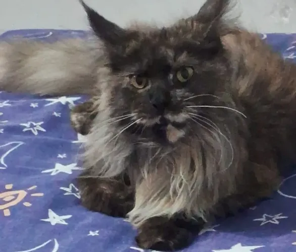 Gato da Maine Coon disponível