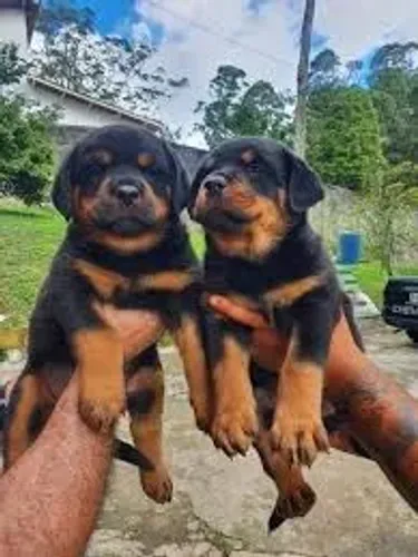 Rottweiler "Força guiada pela lealdade."
