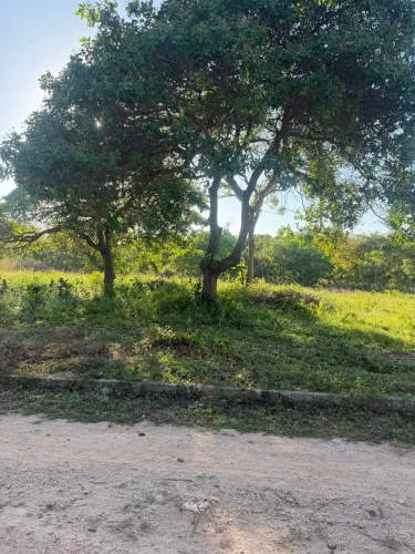 Ótimo Terreno 11x40 440m² em Cascavel - Rua Pavimentada com Energia e Meio-Fio - R$ 25 MIL