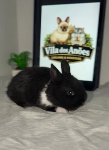 Mini coelho anão netherland dwarf 