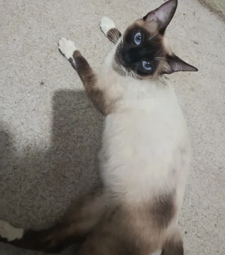 Gata fêmea siamês para adoção