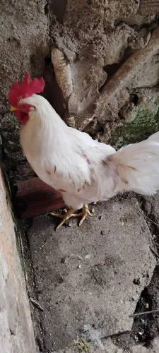 Vendo franguinho da raça legorne