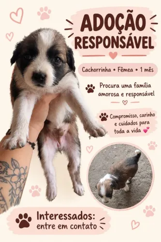Filhote fêmea para adoção responsável