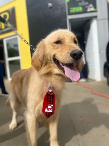 Golden Retriever