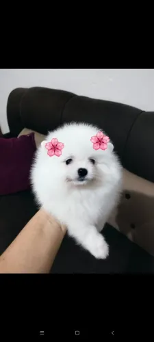 Linda fêmea de Spitz anão