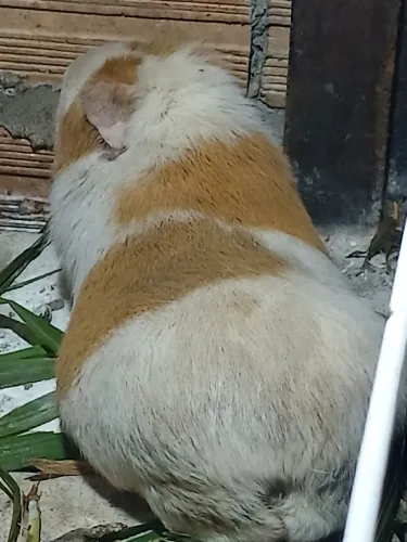 Cuy gigante peruano