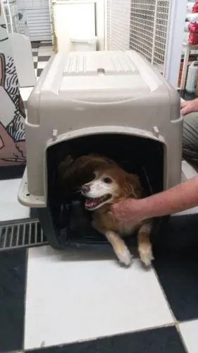 Caixa Kennel Transporte Pet Cão Gato Avião Padrão Iata Tamanho 4 N4
