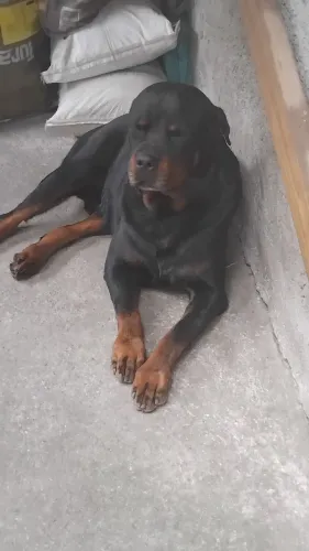 Rottweiler pra doação 