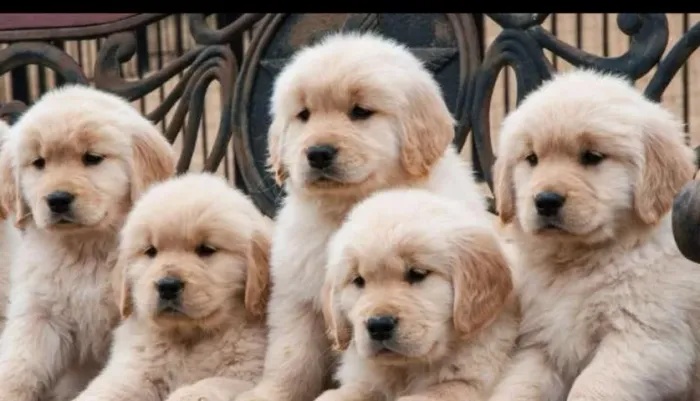 Golden retriever docil pronto para entrega