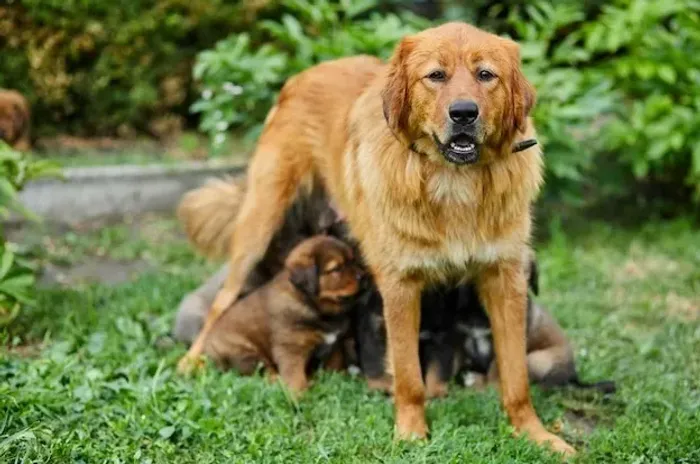 GOLDEN X BORDER COLLIE Venha buscar o seu pedacinho de paz e alegria. - Chama 9 975I 649I