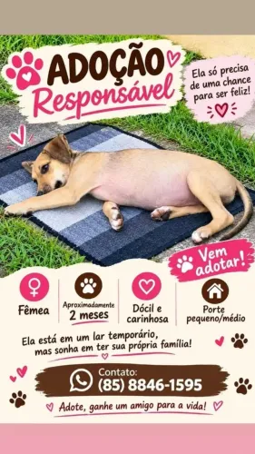 Cachorrinhas para Adoção