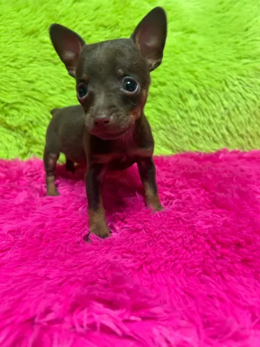 Pincher miniatura 