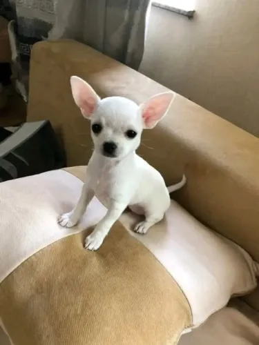 Chihuahua promoção hoje machinho branco 