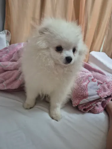 Cachorro Spitz Alemão com Pedigre