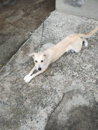 doação cachorra