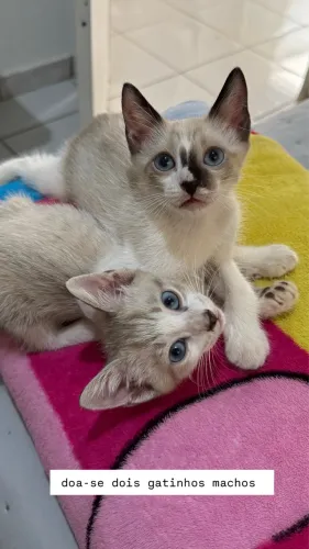 Doa-se 1 gato filhote macho
