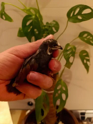 Filhote de Mini codorna chinesa 