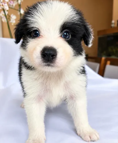 BORDE COLLIE COM PEEDIGRE CBKC