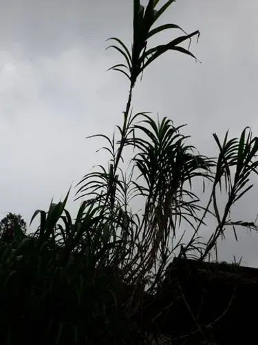 CAPIM AÇU AÇU.