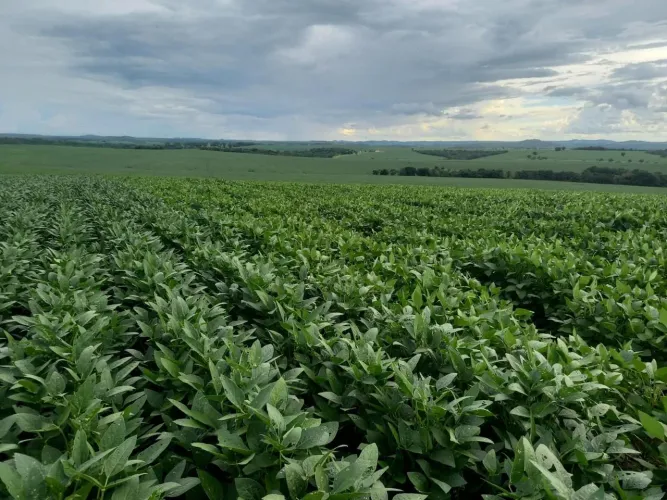 Fazenda 86.6 alq em Caiapônia Goiás. 16.920.000