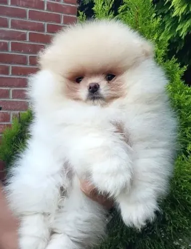 Spitz Alemão peludinho encantador e sociável