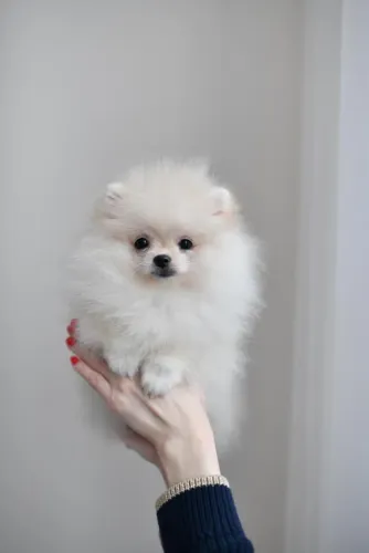 Spitz Alemão Anão - Fofura em Pelúcia!