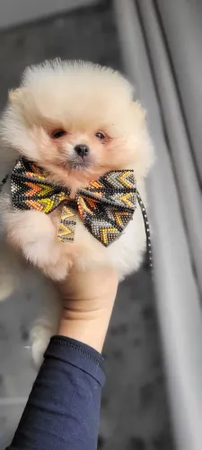Lulu da pomerania anaozinho spitz anão 