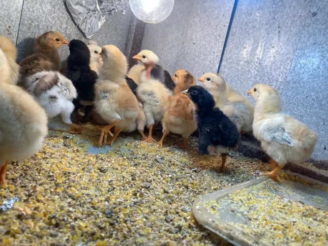 Pintinhos caipira e embrapa 51