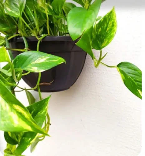 Muda de planta Jibóia 