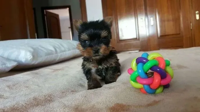 yorkshire terrier garantia de padrão da raça e assistência vet gratuita
