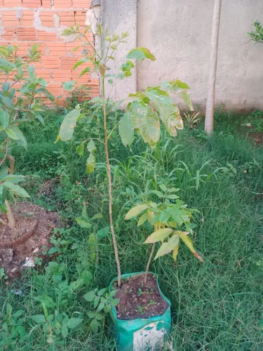 Vendo 2 Mudas  de pitomba 